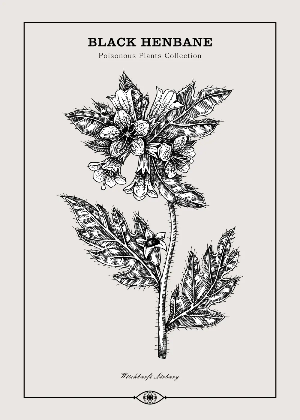 Antique apothecary label design. Black Henbane sketch. Witch herbs. Poisonous plant hand-drawn illustration. Art deco poster. NOT AI generated Illustration